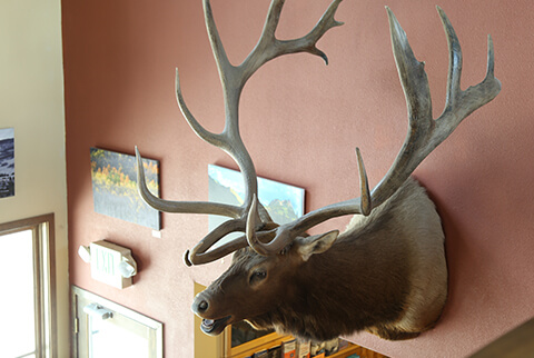 Elk mount and wall art