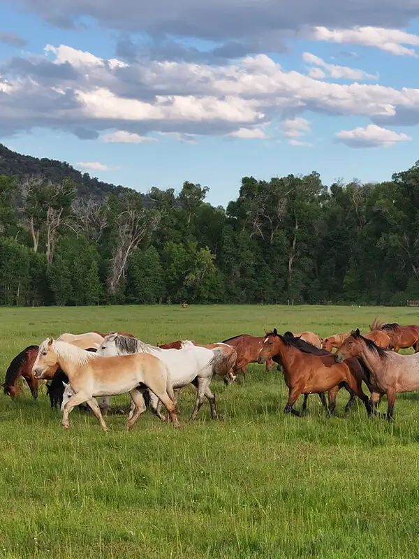 Herd of horses running in a green field