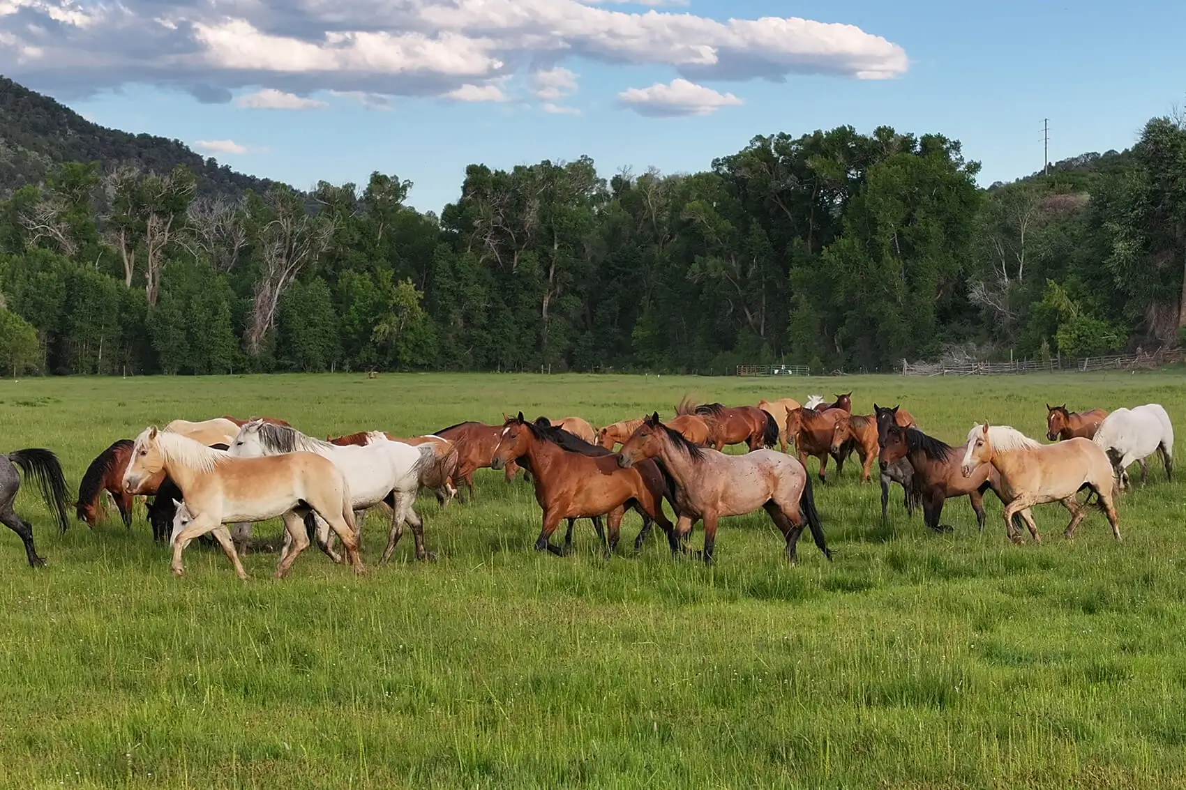 Herd of horses running in a green field