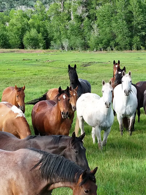 Horses running in green pasture