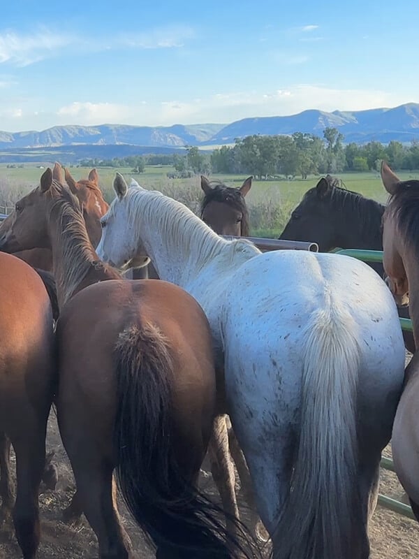 Horses in a corral